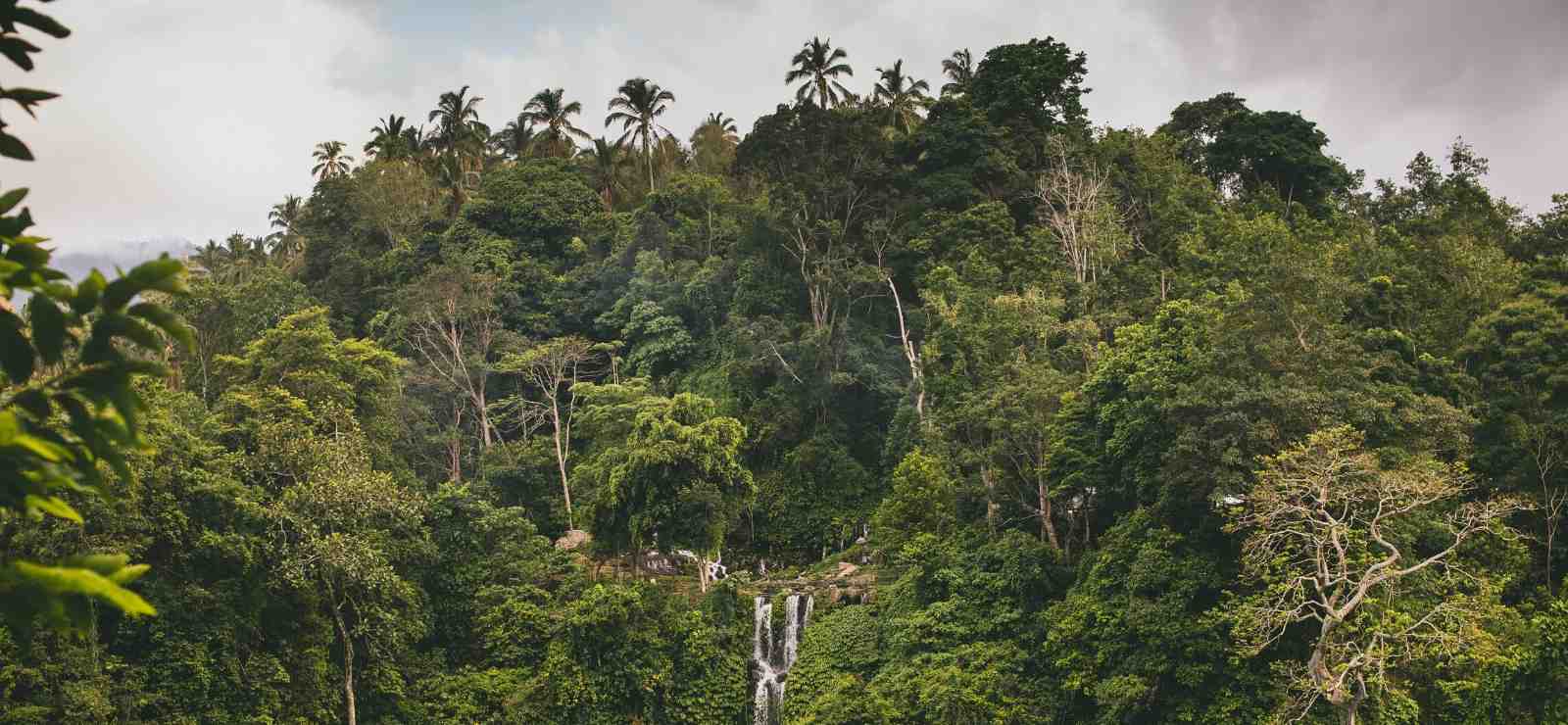 Les Arbres qui feront la forêt reforestaction rse