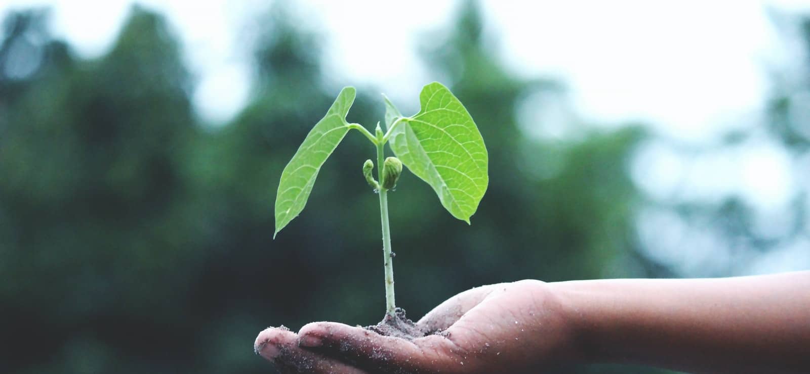 person-holding-a-green-plant-1072824